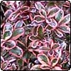  Coprosma 