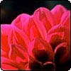 Pink and Magenta