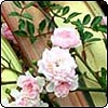 Fairy Rose and Flax