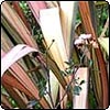 Pink Flax