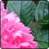  Pink Grootendorst Rose 