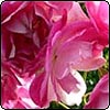 Pink Iceberg Rose