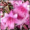 Pink Nerine Bulbs