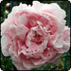 Peonies