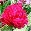 Pink Peonies