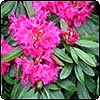  Pink Rhododendron 