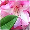  Pink in the Garden 