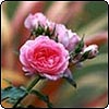  Pink Rose - Unknown No.1 