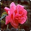Pink Rose - Unknown No. 3