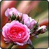 Unknown Pink