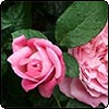 Pink Rose