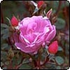  Pink Rose - Unknown No.2 