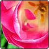  Pink Tulips 