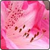 Pink Rhododendron