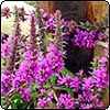 Cerise Woodland Flowers