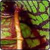 Pitcher Plant Detail