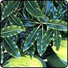  Lemonwood - Pittosporum Eugenoides 