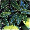 Lemonwood - Pittosporum Euginoides