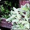 Pittosporums