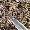 Pittosporum and Flax Leaf
