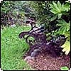  Pittosporum in the Grass 