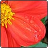 Red Dahlias