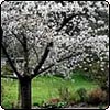  Cherry Blossom in Spring 