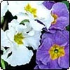 Polyanthus