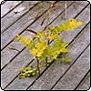 Pond Decking Tree Seedling