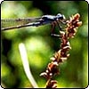 Pond Dragon Fly