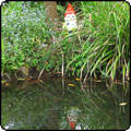 Pond Plantings