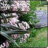  Wood Pond Garden Decking 