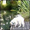 Pond Puppy