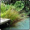 Pond Garden Vista