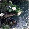 Pond Water Pipe 
