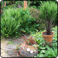 Pots and Ferns