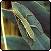  Praying Mantis on Euphorbia Leaf 