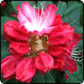  Enjoy Your Garden! 