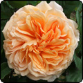 Crown Princess Margareta Rose