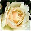  Prosperity Rose 