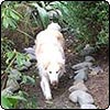Dog-Paths