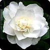Pure White Camellia