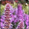 Blue Agastache