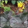 Purple Leaf Ligularia