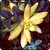 Sedum Embrace