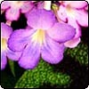 Streptocarpus Party Doll