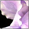 Purple Sweetpea Flower
