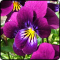  Flowers in the Vegetable Garden 