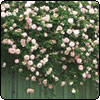 Roses Anonymous