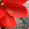 A Good Red...